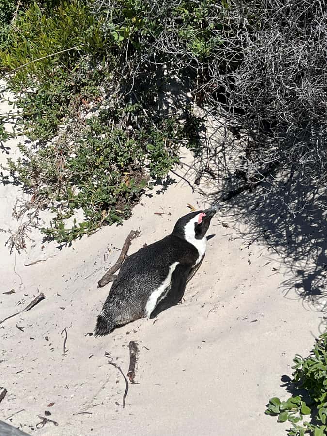 The Ultimate Cape of Good Hope Experience - Price and value: what you are really paying for at $310