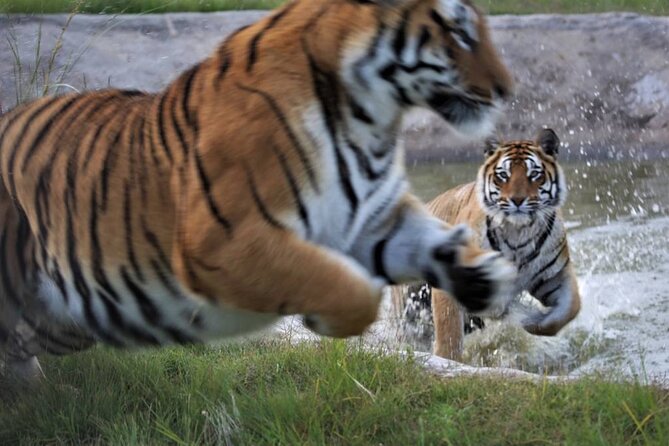 Tiger Valley Tour - The 1 Hour 45 Minutes Plan: What Happens On Your Tour