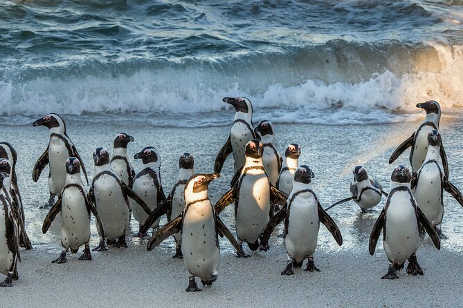 Top 10 Super Tour: Table Mountain, Penguins & Cape of Good Hope Small Group Trip - Table Mountain by cableway, with WiFi and real guidance