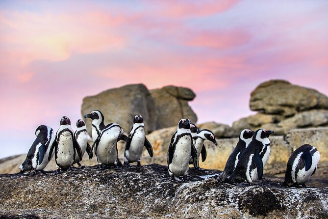 Top 10 Super Tour: Table Mountain, Penguins & Cape of Good Hope Small Group Trip - Clifton and the Twelve Apostles: Maiden’s Cove does the heavy lifting