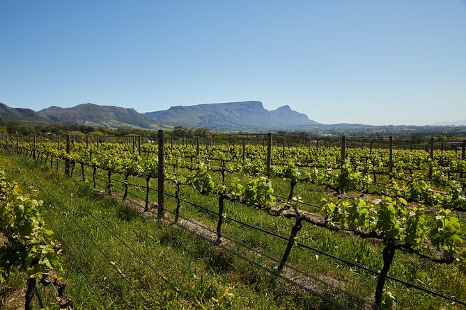 Top 3 Cape Town Wineries Half Day Private Tour - Price and timing: what you’re paying for, and what you still pay for