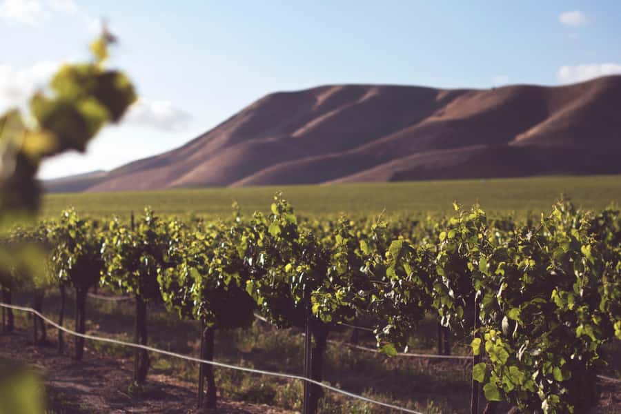 Tour the Winelands: Stellenbosch to Franschhoek - The Morning Drive Up the Franschhoek Pass