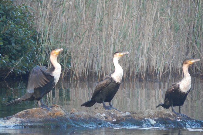 Touw River Boat Cruise - Wilderness National Park - Stop at Wilderness River Safaris: Your 90-Minute Up-and-Down Route