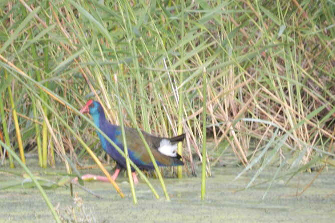Touw River Boat Cruise - Wilderness National Park - Wetlands to Forests to Riverfront Homes: Why the Views Feel Different