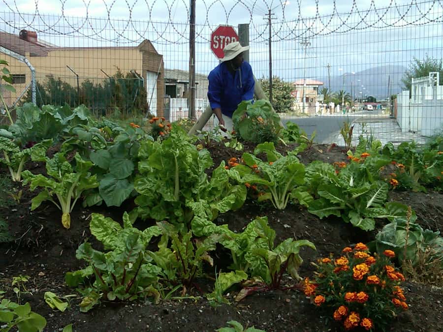 Township Eco Tour - Walking Langa with a guide: what to pay attention to