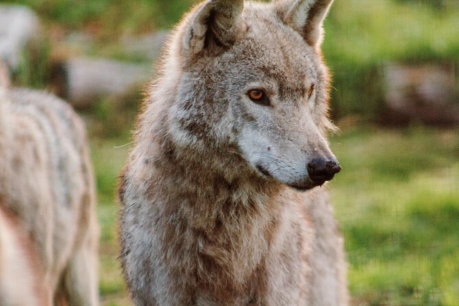 Tsitsikamma Wolf Sanctuary Guided Tour & Day Pass - Why this wolf sanctuary visit feels different on the Garden Route