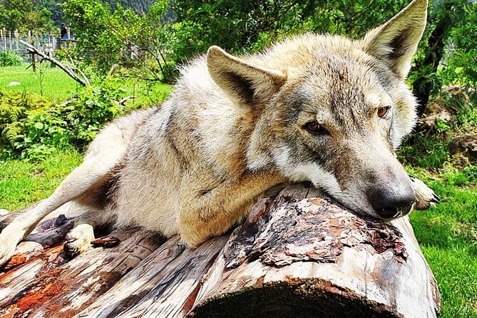 Tsitsikamma Wolf Sanctuary Guided Tour & Day Pass - The ethical rules you’ll feel right away: non-touch, non-breeding, no trading