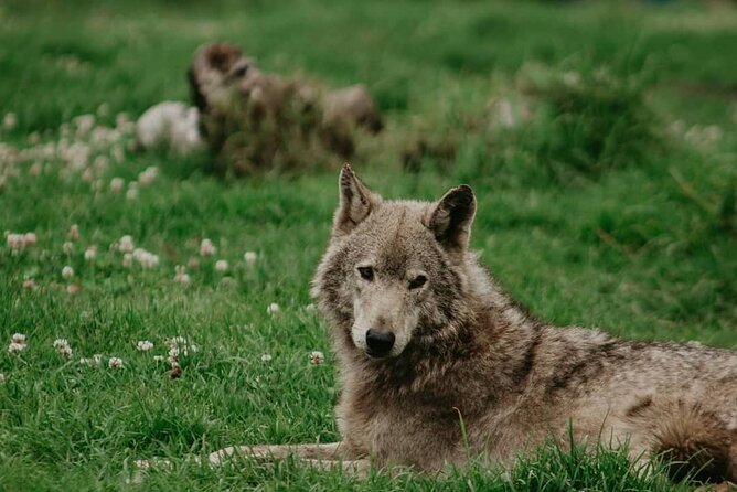 Tsitsikamma Wolf Sanctuary Guided Tour & Day Pass - Group size, comfort, and who this tour suits best
