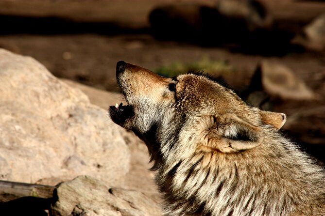 Tsitsikamma Wolf Sanctuary Guided Tour & Day Pass - Weather and day-of realities: plan for rescheduling