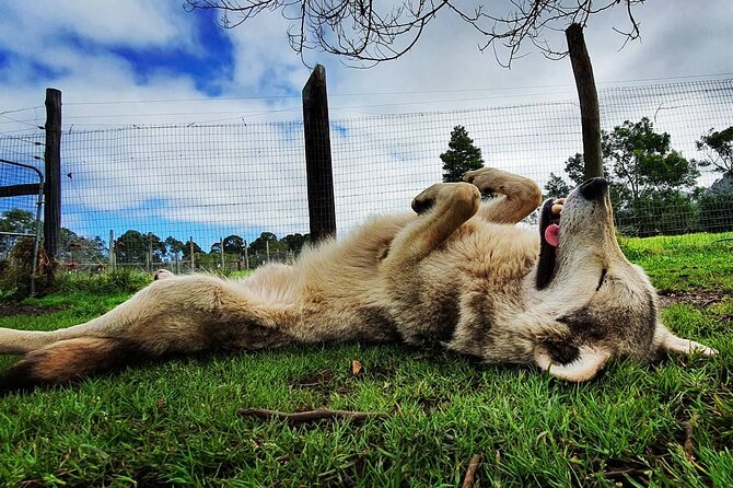 Tsitsikamma Wolf Sanctuary Guided Tour & Day Pass - Where the visit starts, and how to plan your Garden Route timing