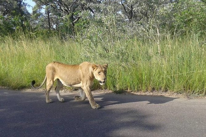 Two day Kruger National Park Safari from Johannesburg - Kruger timing that actually works in 2 days