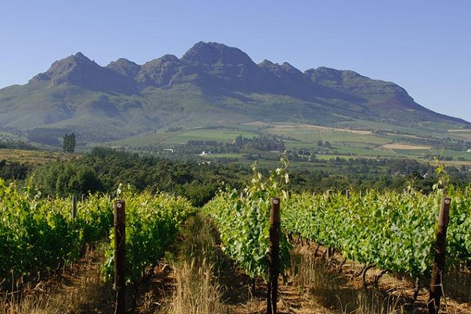 Unique Stellenbosch Winelands Tour with optional 4x4 Wine Drive - Who this tour suits best, and who might want a different style