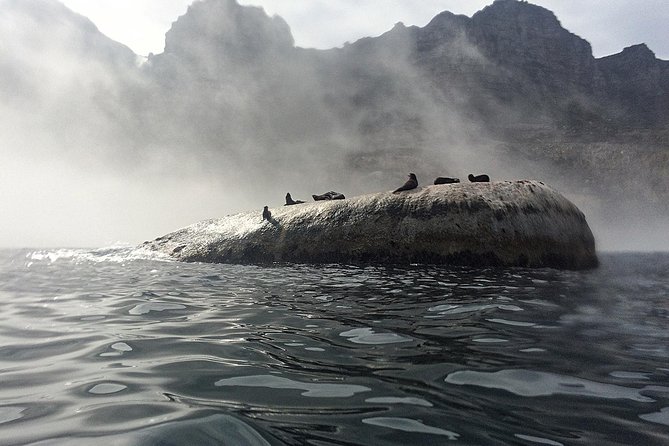 V&A Waterfront Marine Big 5 Ocean Safari - Key Points You Should Know