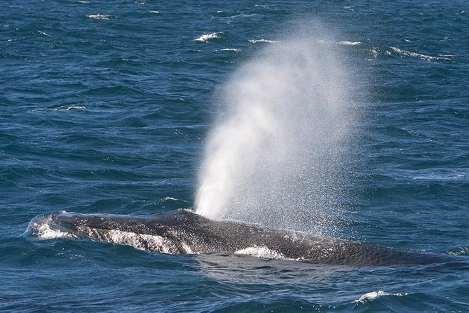 V&A Waterfront Marine Big 5 Ocean Safari - Weather, Timing, and What to Plan Around