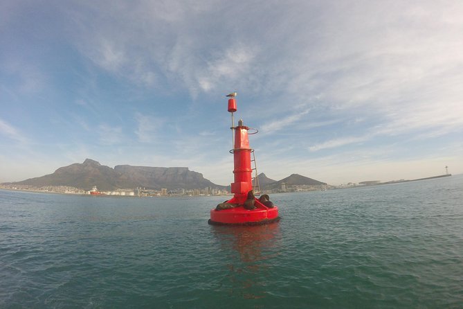 V&A Waterfront Marine Big 5 Ocean Safari - Table Mountain and the Twelve Apostles, Seen From the Water