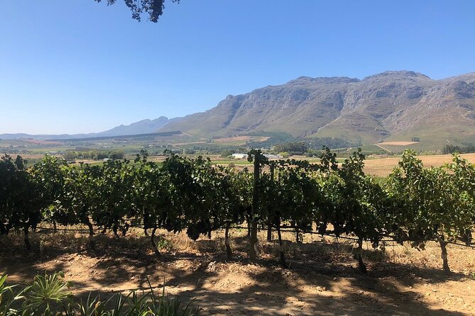 Vine Hopper: Hop-On Hop-Off Wine Tour - Northern Route - Beyerskloof and Bergkelder: Two Stops for Variety Without the Driving