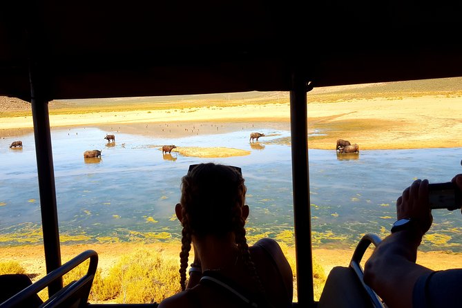 Visit African Big 5 Safari Aquila Game Reserve from Cape Town - full Day - The safari drive setup: what up to 3 hours really means
