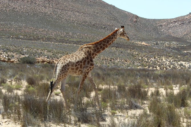 Visit African Big 5 Safari Aquila Game Reserve from Cape Town - full Day - The Diamond Works stop: helpful, or an unexpected detour