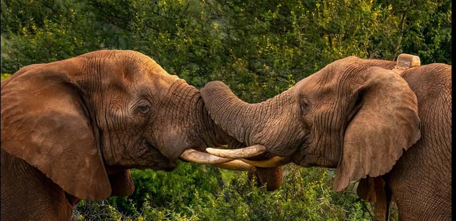 Visit Port Elizabeth :Addo Elephant Park Wildlife Safari - Key highlights worth your attention