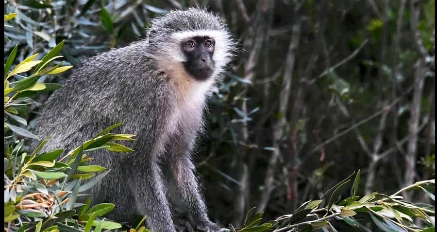 Visit Port Elizabeth :Addo Elephant Park Wildlife Safari - Who this safari suits best, and who may want a different style