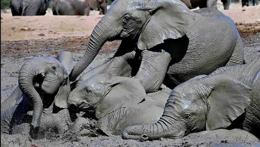 Visit Port Elizabeth :Addo Elephant Park Wildlife Safari - Entering Addo: thickets, flat plains, and mini forest pockets
