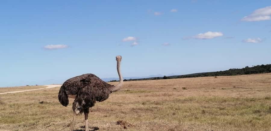 Visit Port Elizabeth :Addo Elephant Park Wildlife Safari - Big Five search, plus the chance to get close to elephants