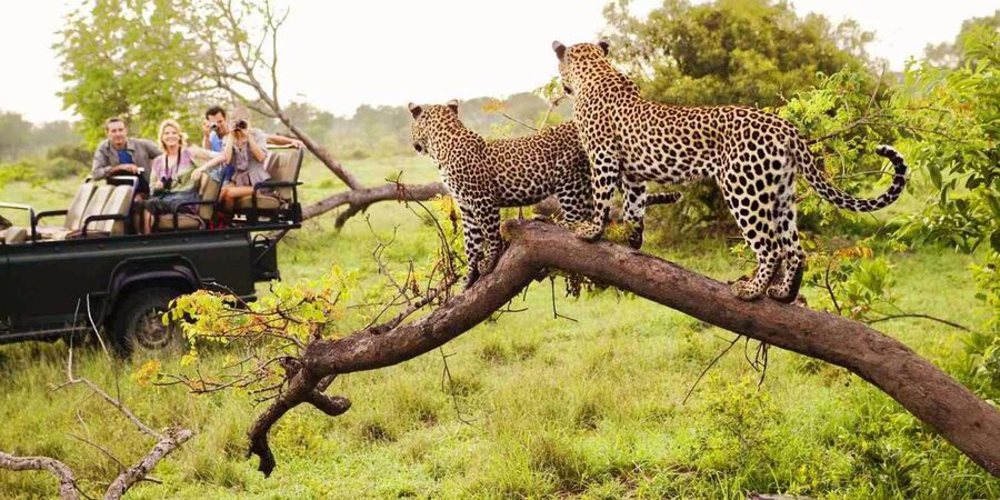 Visit Port Elizabeth :Addo Elephant Park Wildlife Safari - Lions, and the full mix of Addo wildlife (including the small stuff)