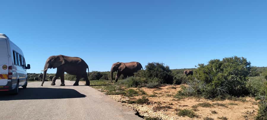 Visit Port Elizabeth :Addo Elephant Park Wildlife Safari - Photography tips that make the difference from a safari car