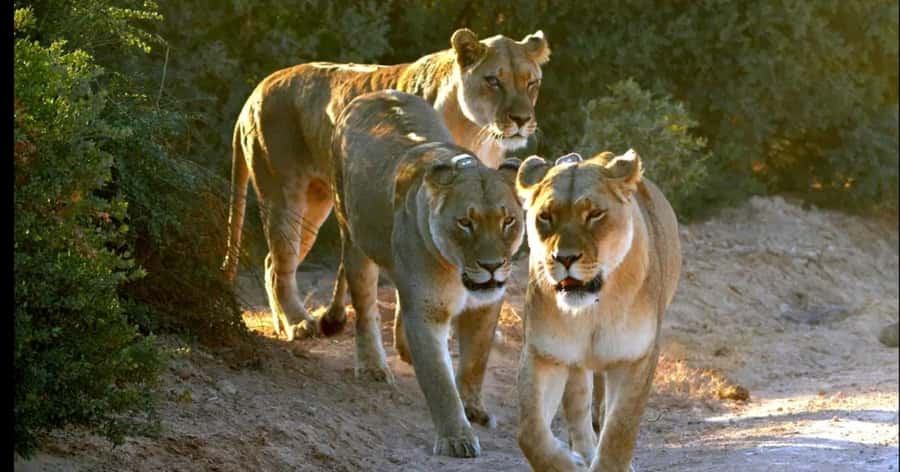 Visit Port Elizabeth :Addo Elephant Park Wildlife Safari - Price and value: is $156 per person fair for this Addo day?