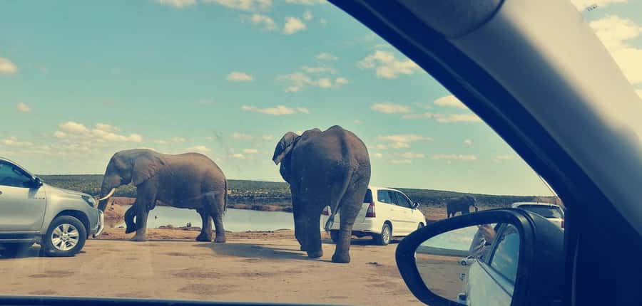 Visit Port Elizabeth :Addo Elephant Park Wildlife Safari - Port Elizabeth pickup, drive time, and the vehicle setup that matters