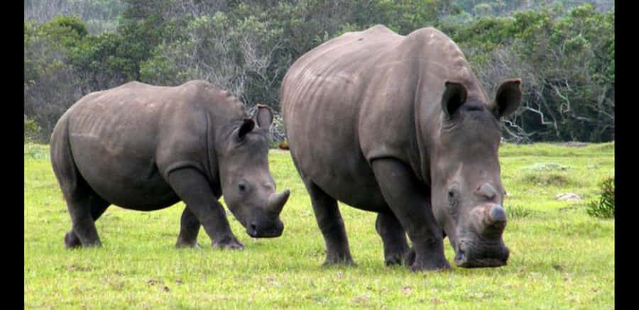 Visit Port Elizabeth :Kragga Kamma Wildlife Bus/Car tour - Key highlights worth your attention