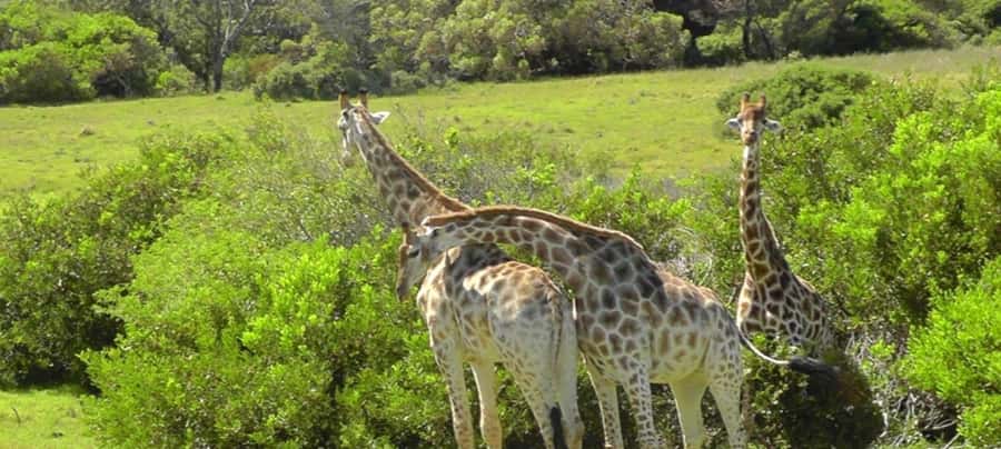 Visit Port Elizabeth :Kragga Kamma Wildlife Bus/Car tour - Port Elizabeth city tour: Donkin Reserve and Victorian streets