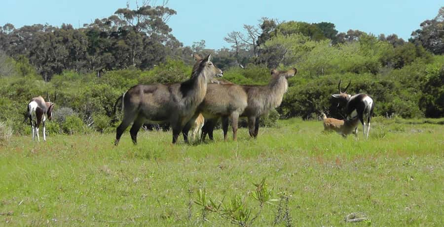 Visit Port Elizabeth :Kragga Kamma Wildlife Bus/Car tour - Optional beer tasting and the marketplace stop (only if you want them)