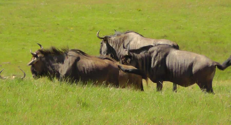 Visit Port Elizabeth :Kragga Kamma Wildlife Bus/Car tour - Group size, guide style, and the reality of animal sightings