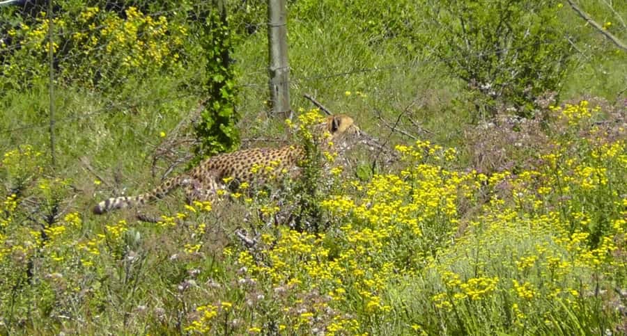 Visit Port Elizabeth :Kragga Kamma Wildlife Bus/Car tour - Who this tour fits best (and who should consider alternatives)