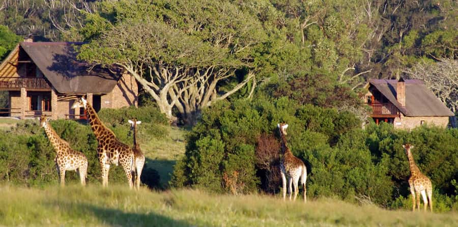 Visit Port Elizabeth :Kragga Kamma Wildlife Bus/Car tour - Should you book the Kragga Kamma and Port Elizabeth tour?