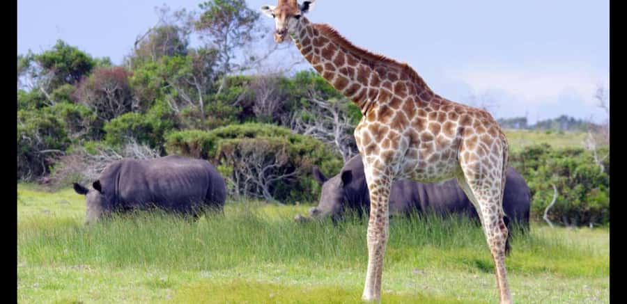 Visit Port Elizabeth :Kragga Kamma Wildlife Bus/Car tour - The guided game drive: what you can realistically expect to see