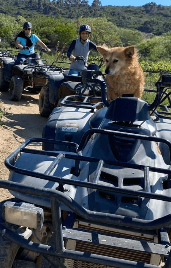 Vrede en Lust Wine Estate: 1H Quad Bike Trail - Rules that affect who can ride