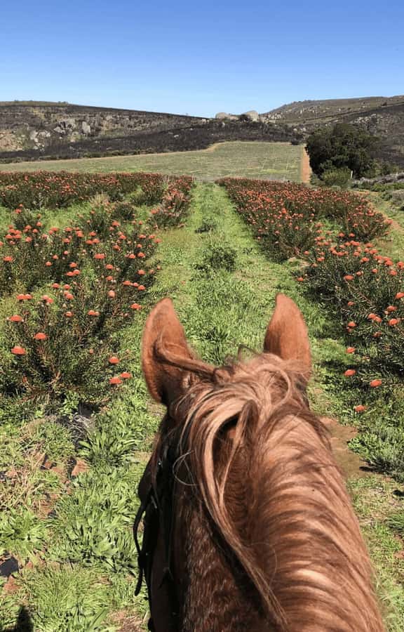 Vrede en Lust Wine Estate: 2H Horse Trail - The Pace Matters: Why Gentle Riding Makes the Whole Tour Work