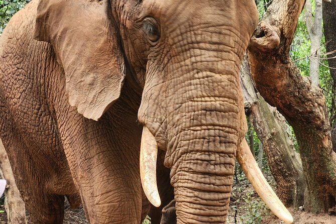 Walk with Elephants Experience plus Monkey Forest Walk - A half-day of real animal time near Pretoria