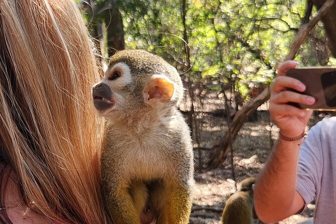 Walk with Elephants Experience plus Monkey Forest Walk - Monkey Sanctuary forest walk on wooden paths and a swinging bridge