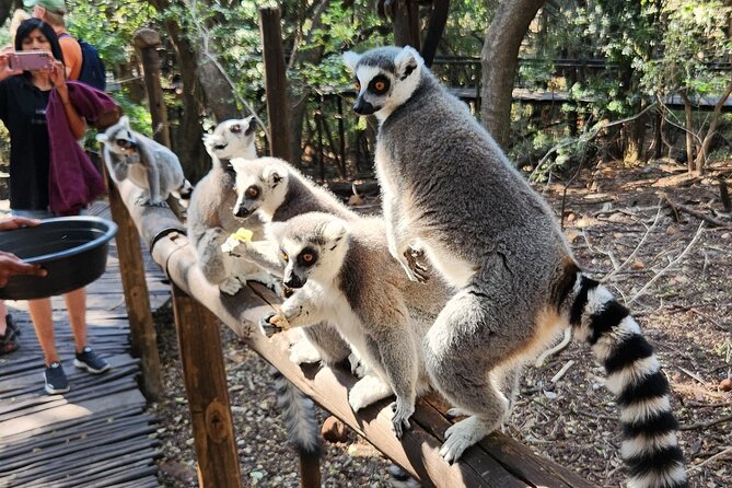 Walk with Elephants Experience plus Monkey Forest Walk - Comfort, footwear, and who should choose elephant-only
