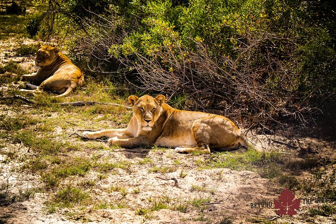 West Coast Safari and Khoi San village COMBO - PRIVATE TOUR - Getting close to rhinos without turning it into a gimmick