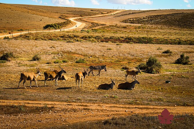 West Coast Safari and Khoi San village COMBO - PRIVATE TOUR - Lunch break and the art of fitting two worlds into one day