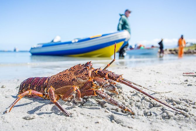 West Coast Wonders Full Day Tour with Private Transfer - Who should book this tour, and who might not