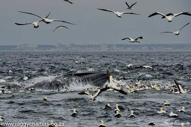 Whale, Dolphin & Penguin Island Cruise - Entering Algoa Bay from Port Elizabeth, without feeling rushed
