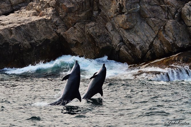 Whale, Dolphin & Penguin Island Cruise - When the whales show up: humpbacks, southern right whales, and what to expect