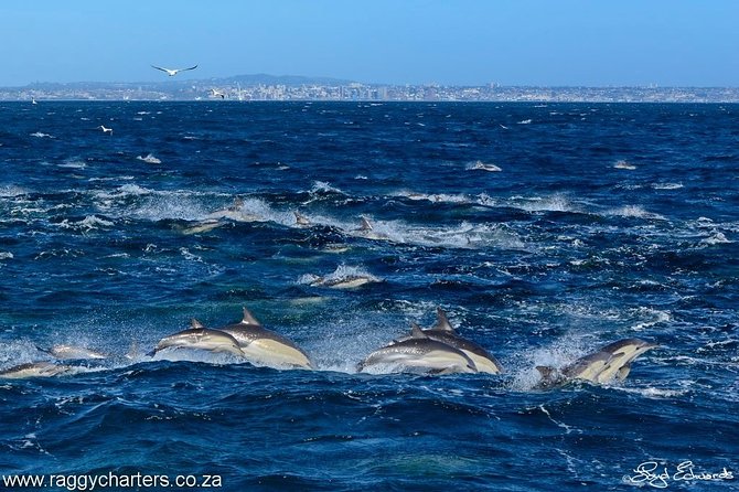 Whale, Dolphin & Penguin Island Cruise - Bottlenose and common dolphins in Algoa Bay, plus why they matter