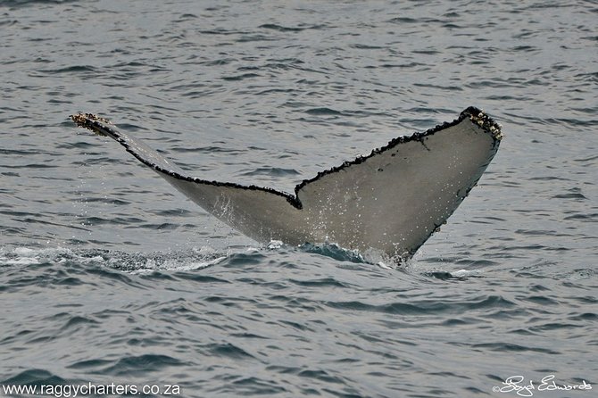Whale, Dolphin & Penguin Island Cruise - St. Croix Island: African penguins up close, and the conservation story