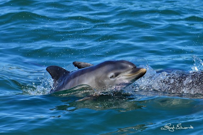 Whale, Dolphin & Penguin Island Cruise - Other marine and bird life you may spot along the way